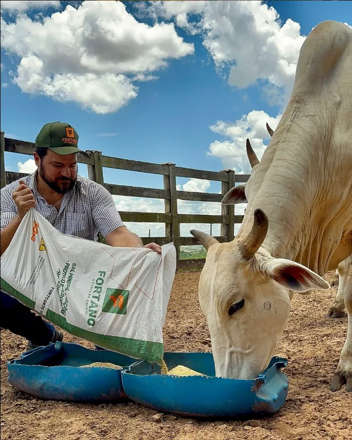 Produtor oferecendo alimento Fortano a um bovino